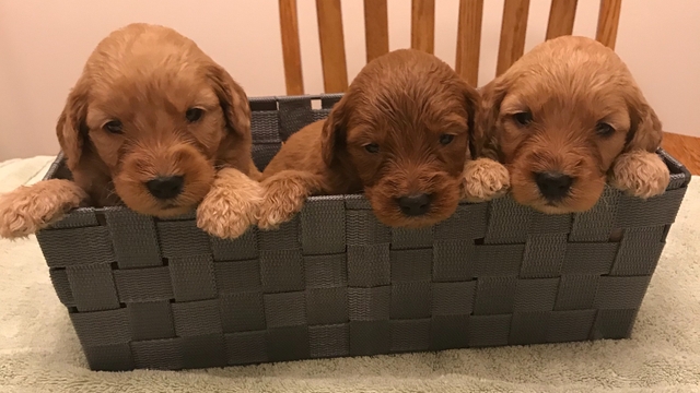 Christmas Goldendoodles - Nex-Tech Classifieds