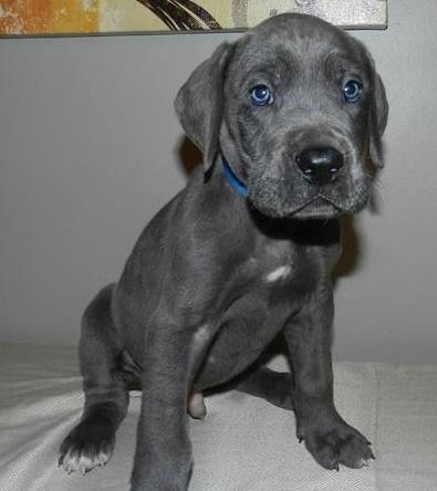 blue great dane puppies for sale near me
