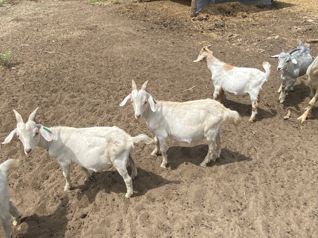 Purebred Kiko Goat Bucklings NKR - Nex-Tech Classifieds