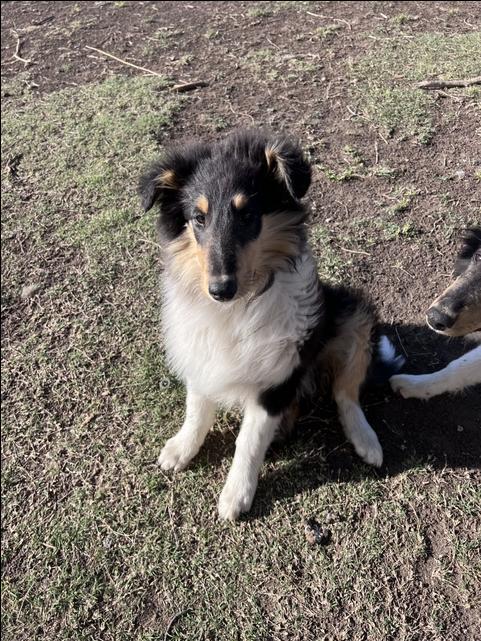 Tri colored collies - Nex-Tech Classifieds