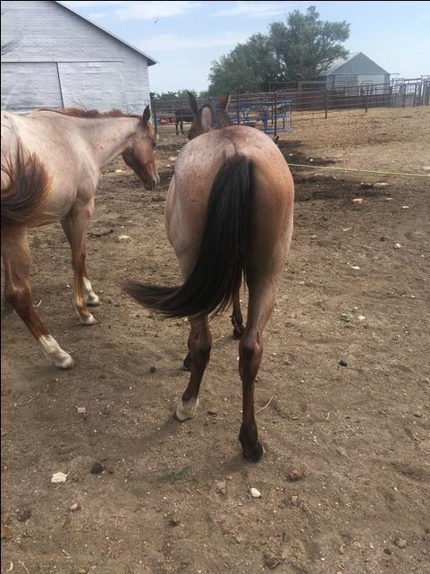 Yearling colt - Nex-Tech Classifieds