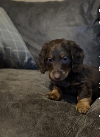 AKC Registered Miniature Dachshund - Nex-Tech Classifieds