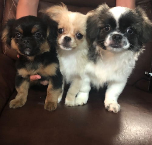 peekapoo puppies for sale near me