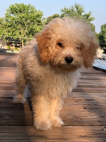 baby toy poodle