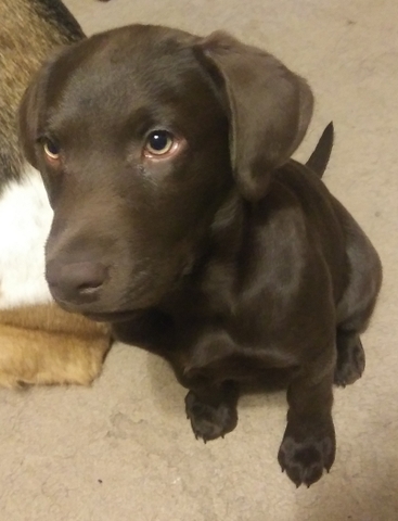 Purebred Lab pup - Nex-Tech Classifieds