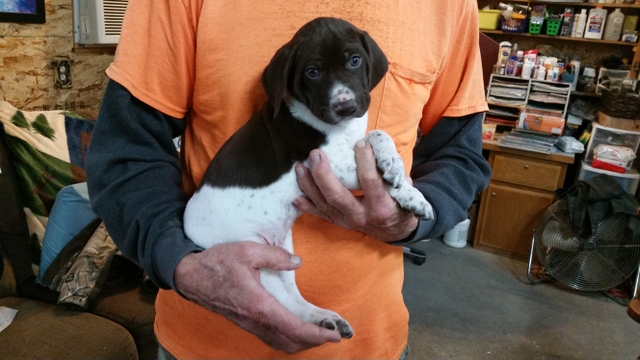 Akc German Shorthaired Pups Nex Tech Classifieds