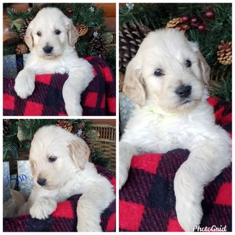 english cream goldendoodle puppies for sale near me