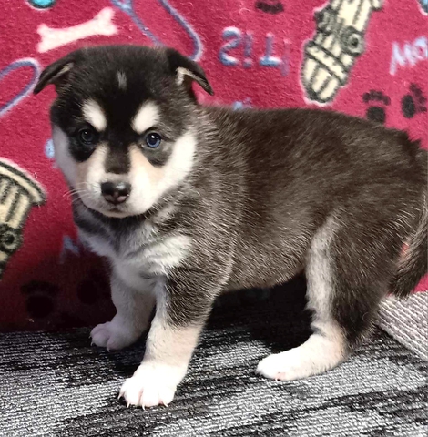 Mini husky puppies - Nex-Tech Classifieds