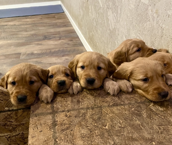 AKC Registered Dark Golden Retriever Puppies - Nex-Tech Classifieds