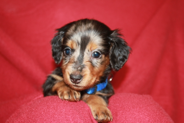 Miniature Dachshund Puppies - Nex-Tech Classifieds