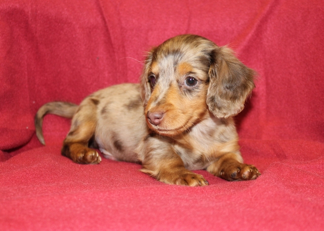 Miniature best sale dachshund breeders