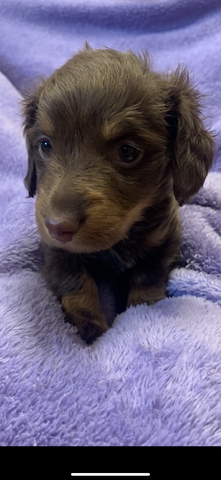 Dachshund AKC - Nex-Tech Classifieds