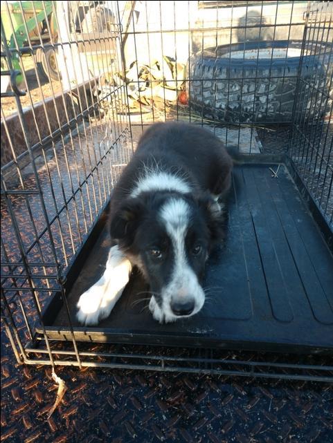 merle collie puppies for sale