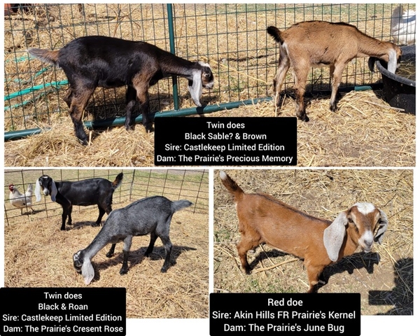 Nubian Dairy goats - Nex-Tech Classifieds