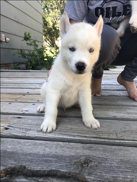 (Only one left)Full Blooded Siberian Huskies - Nex-Tech Classifieds