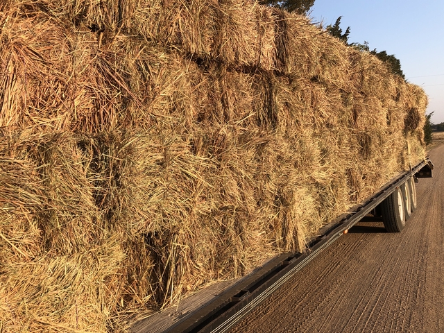 small square grass bales - Nex-Tech Classifieds