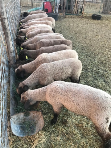 4-H/FFA Club lambs for sale - Nex-Tech Classifieds