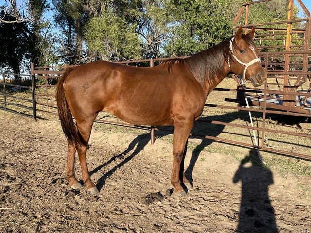 AQHA Mare - Nex-Tech Classifieds