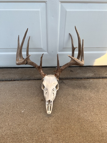 Euro mounts