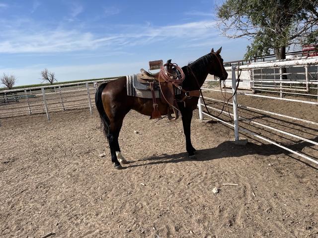 13 year old papered bay mare - Nex-Tech Classifieds