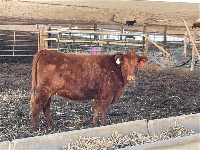 Bred Heifers - Nex-Tech Classifieds