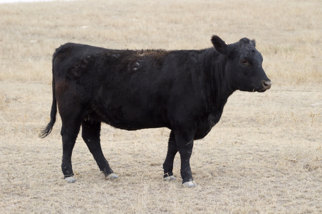 185 Bred Heifers - Nex-Tech Classifieds