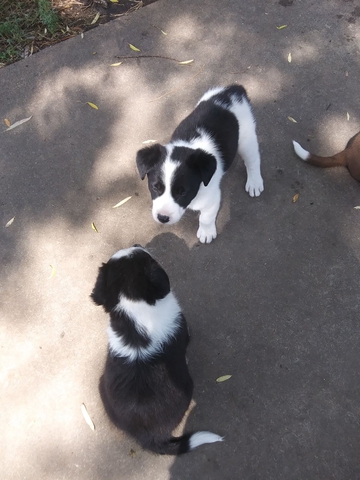 Border Collie Mix Puppies For Sale