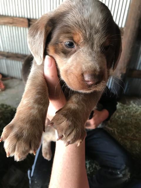 blue heeler cross puppies