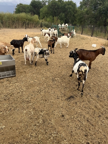 Goats For Sale - Nex-Tech Classifieds