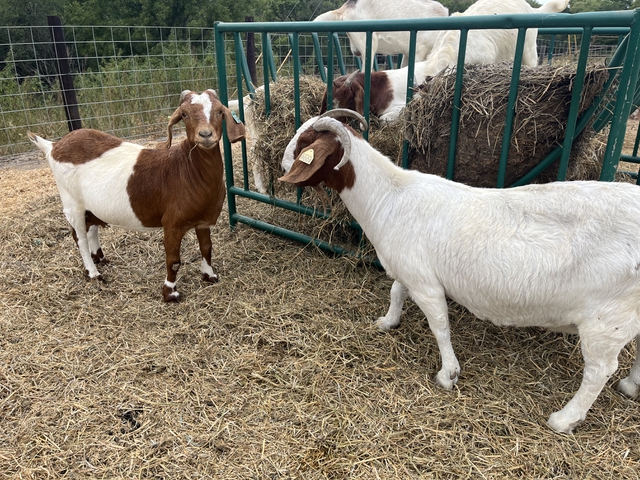 Goats For Sale - Nex-Tech Classifieds