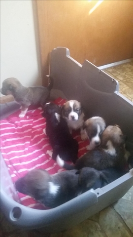 Borgi Puppies Nex Tech Classifieds