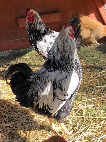 Silver Laced Wyandotte Rooster, 4-1/2 Months Old - Nex-Tech Classifieds