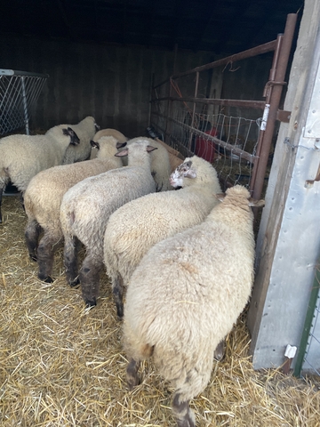 6 month old Katahdin/Hampshire cross - Nex-Tech Classifieds