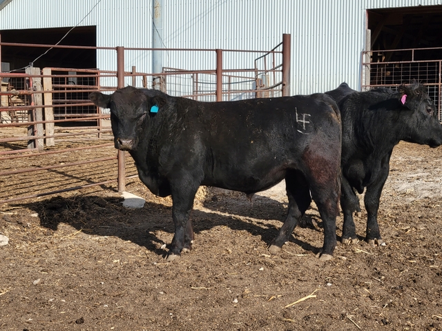 Registered Angus Bull for sale - Nex-Tech Classifieds