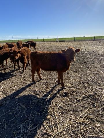 Home Raised Heifers - Nex-Tech Classifieds