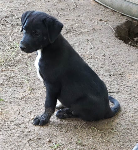 Catahoula border collie lab hot sale mix