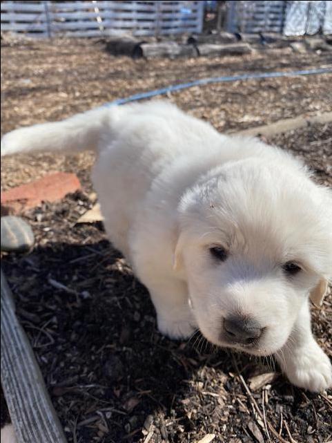 Full breed Great Pyrenees Puppies for Sale - Nex-Tech Classifieds