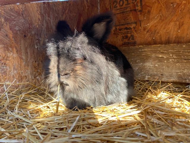 Lion Head rabbits for sale - Nex-Tech Classifieds