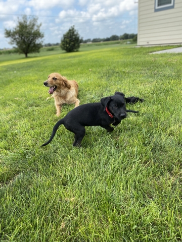 7 month old Mixed lab/ golden Retriever puppy - Nex-Tech Classifieds