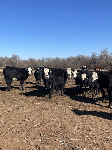 Bred heifers - Nex-Tech Classifieds