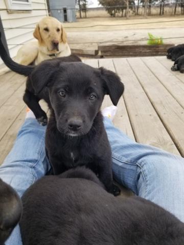 Lab/German Shepherd puppies - Nex-Tech Classifieds