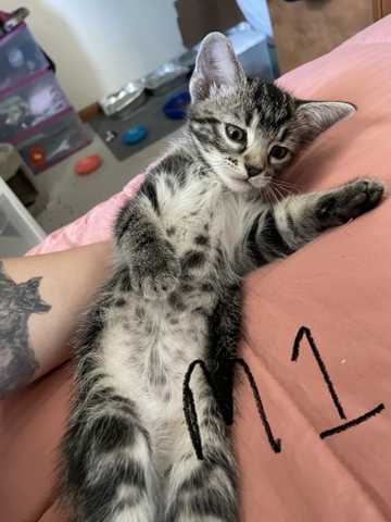 Banx kittens hot sale for sale