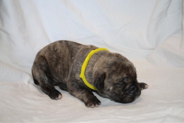 Cane Corso Puppies