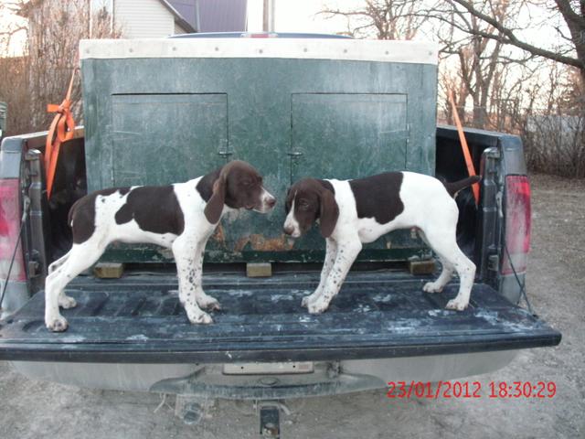 German Shorthaired Pointer Puppies Price Reduced Nex Tech