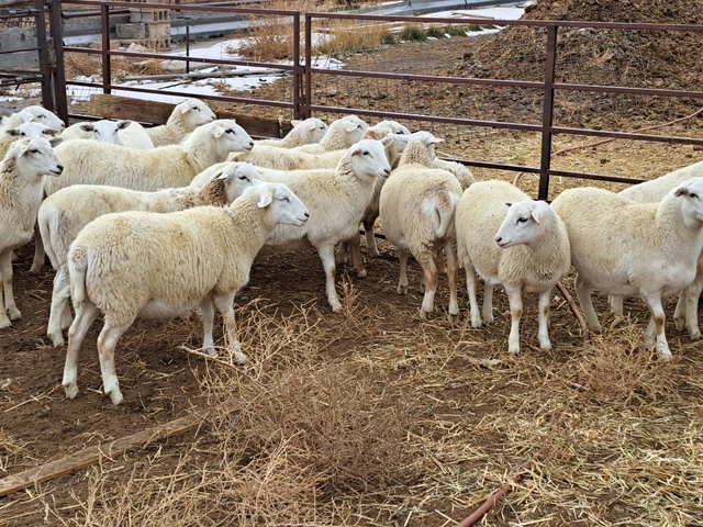 Romanov/Dorper Cross Ewe Lambs - Nex-Tech Classifieds