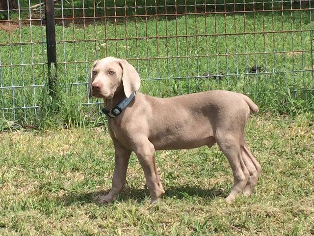 Weimaraner rama dog shops