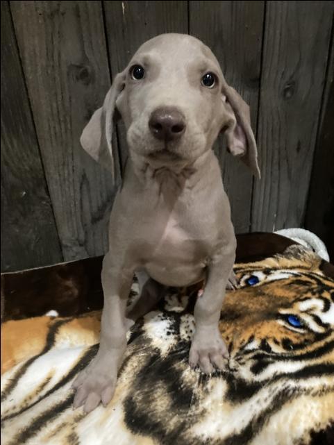 AKC Weimaraners - Nex-Tech Classifieds