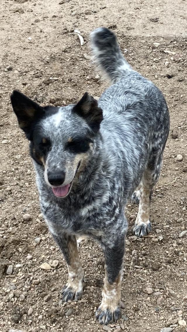 Blue Heelers - Nex-Tech Classifieds