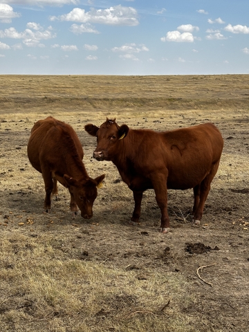 4 Red Angus Bred HFRS - Nex-Tech Classifieds