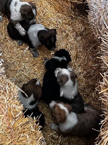 Heeler/Catahoula Puppies - Nex-Tech Classifieds